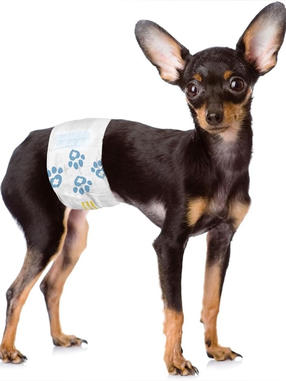 ValueWrap Disposable Male Dog Wraps Diapers XS - 120 total